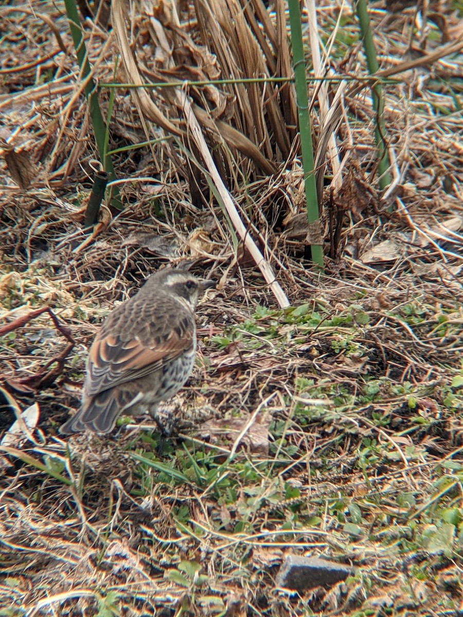 Dusky Thrush - ML633796083