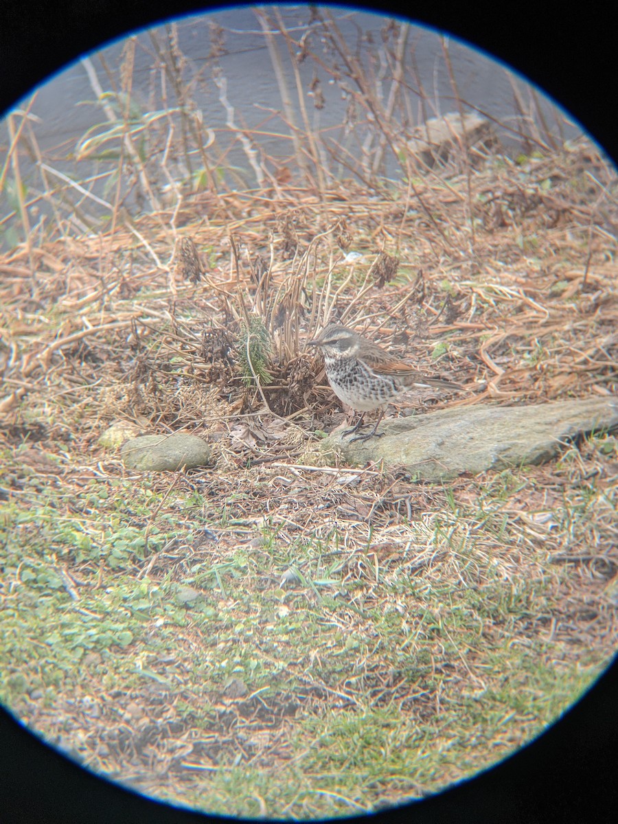 Dusky Thrush - ML633796163