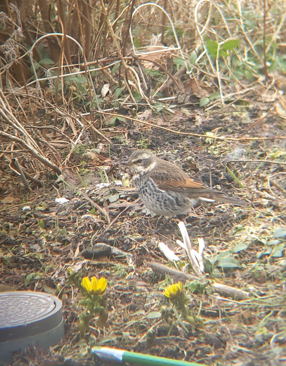 Dusky Thrush - ML633796164