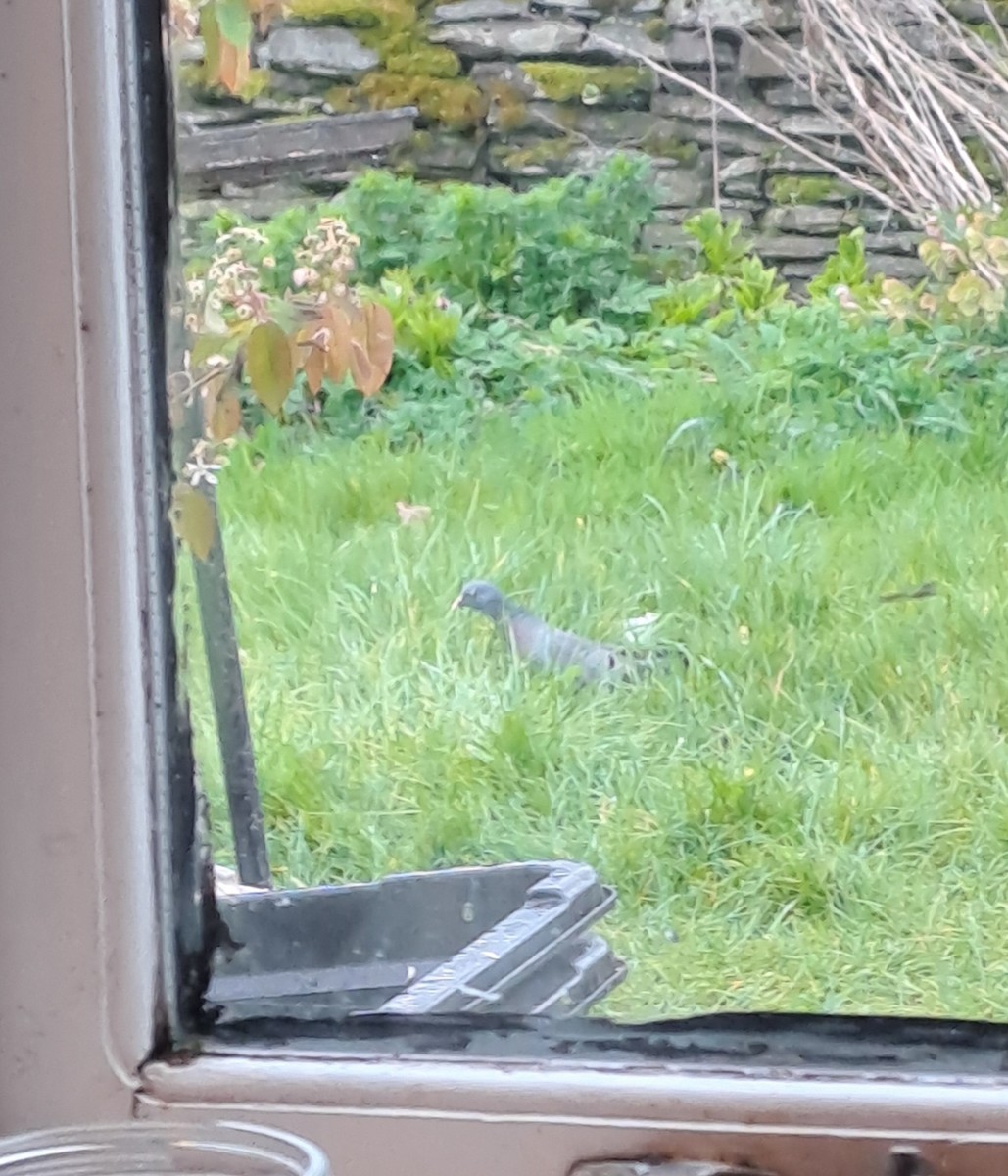 Stock Dove - ML633796188