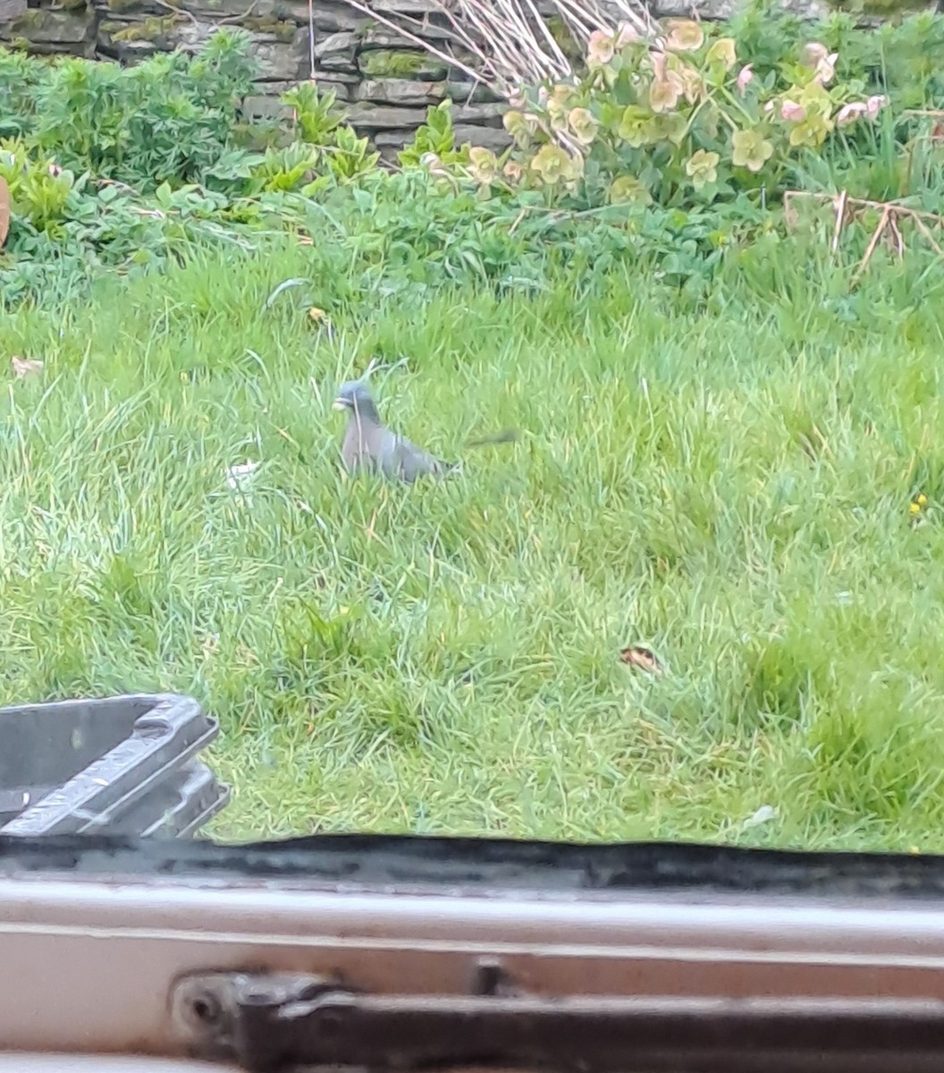 Stock Dove - ML633796189