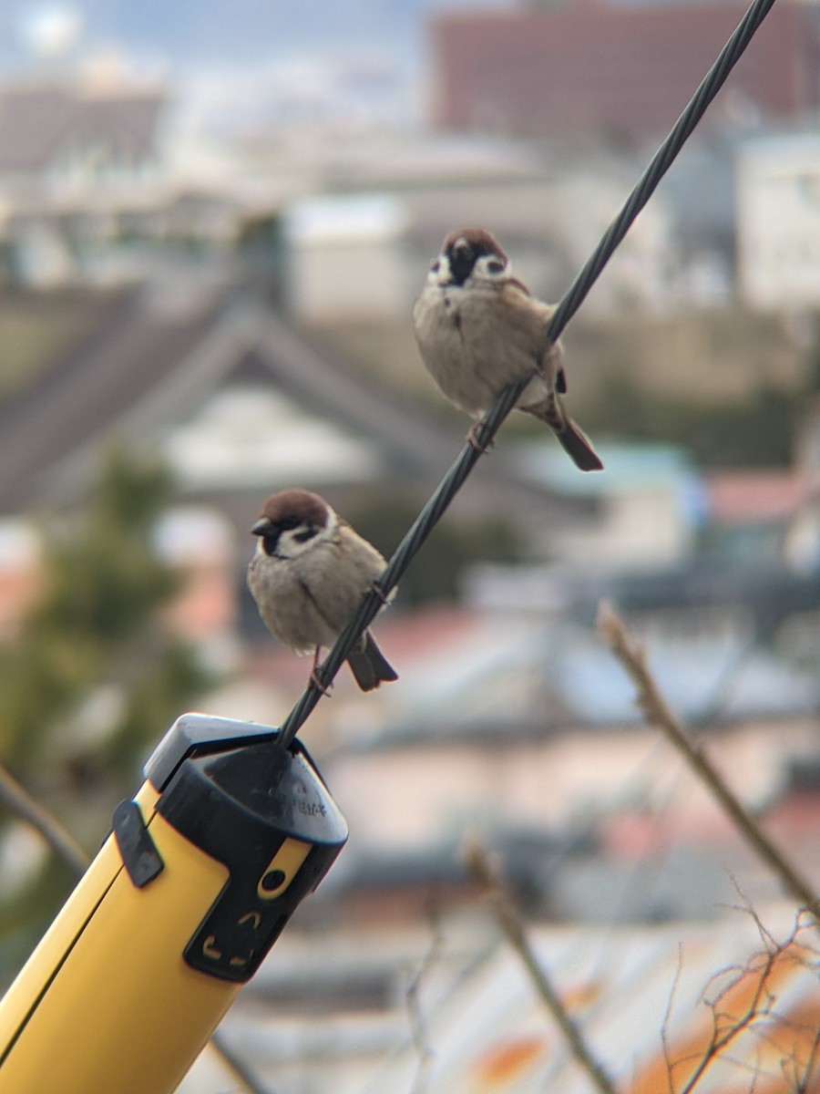 Eurasian Tree Sparrow - ML633796219