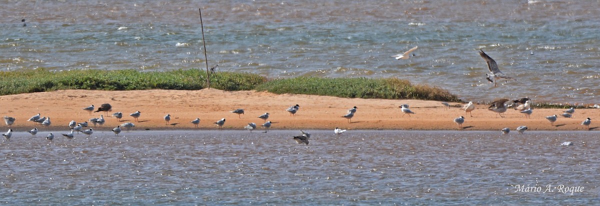 Black-headed Gull - ML633796297