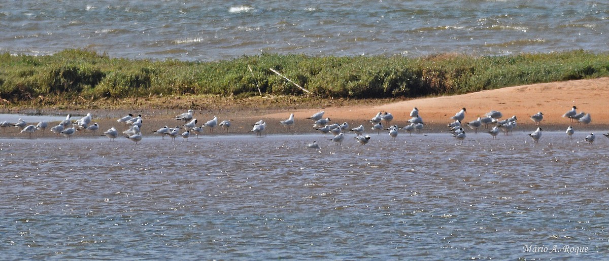 Black-headed Gull - ML633796298