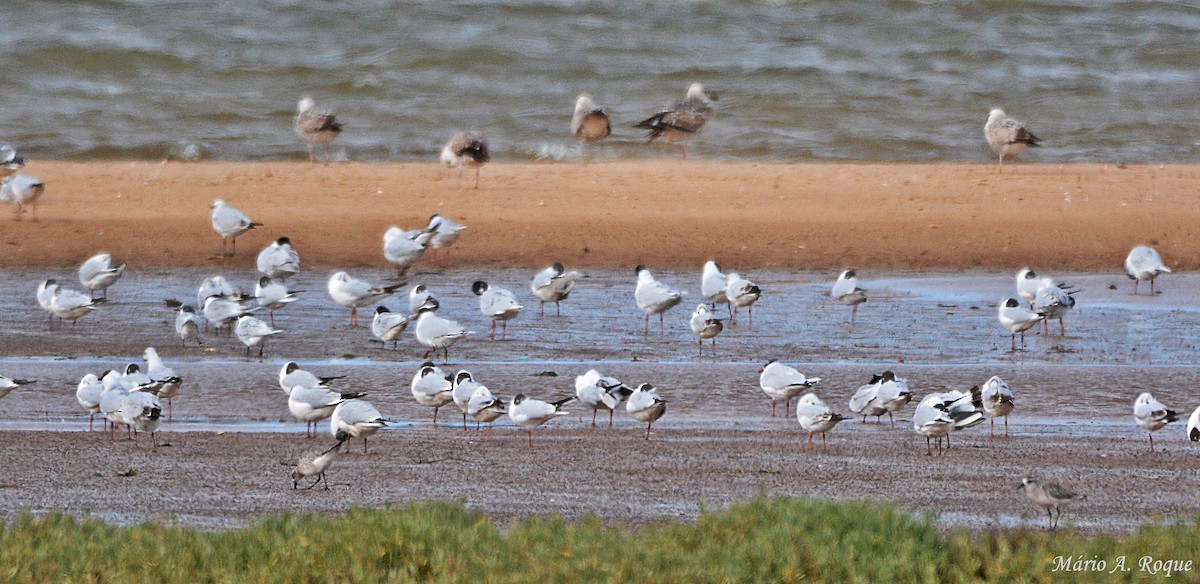 Black-headed Gull - ML633796299