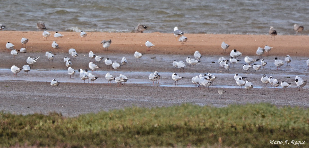 Black-headed Gull - ML633796300