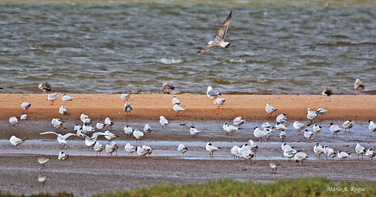 Black-headed Gull - ML633796301
