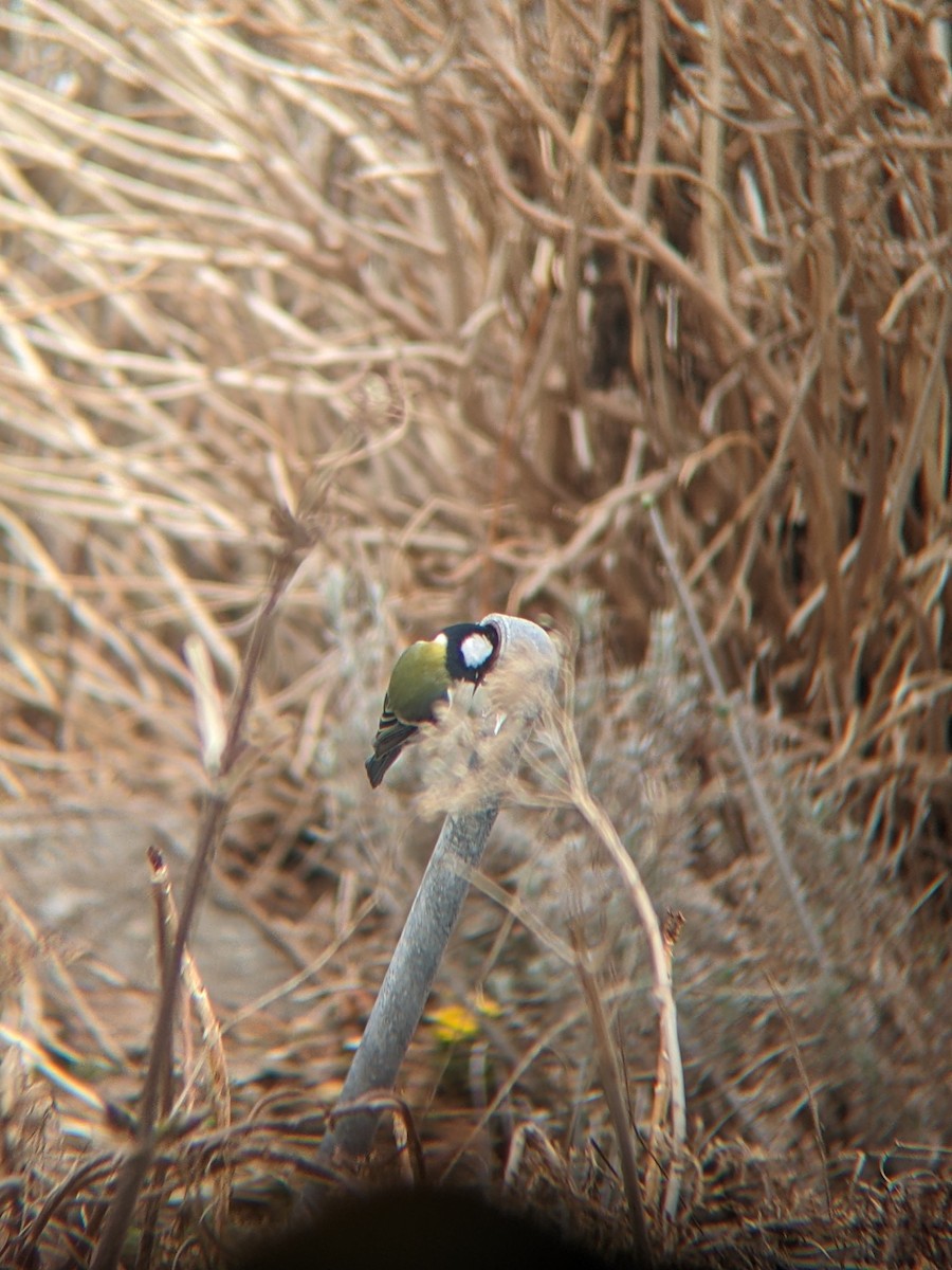 Asian Tit (Japanese) - ML633796325
