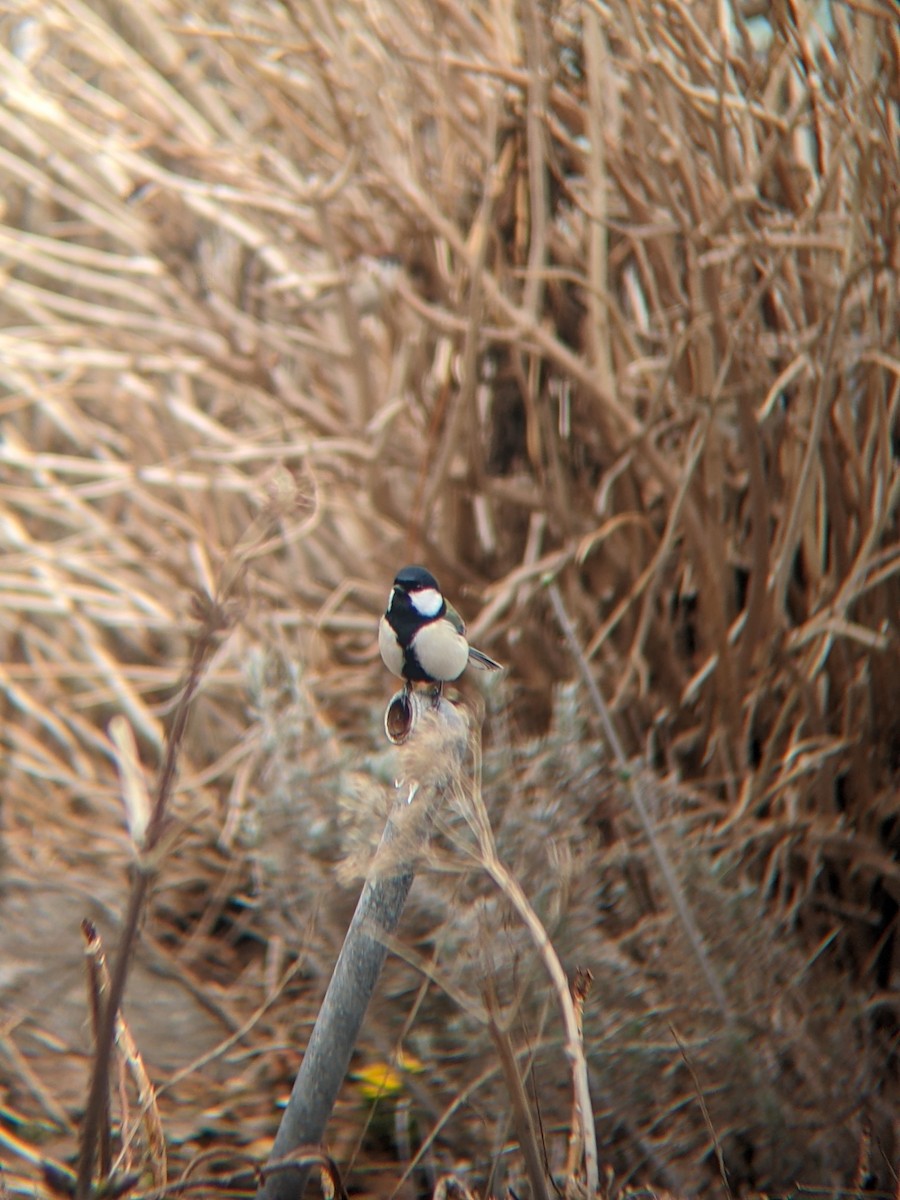 Asian Tit (Japanese) - ML633796326