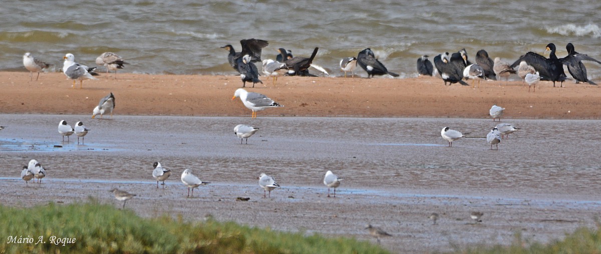 Yellow-legged Gull - ML633796351