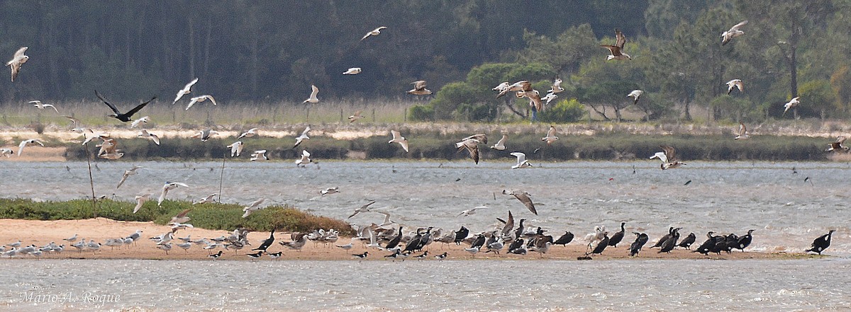 Yellow-legged/Lesser Black-backed Gull - ML633796431