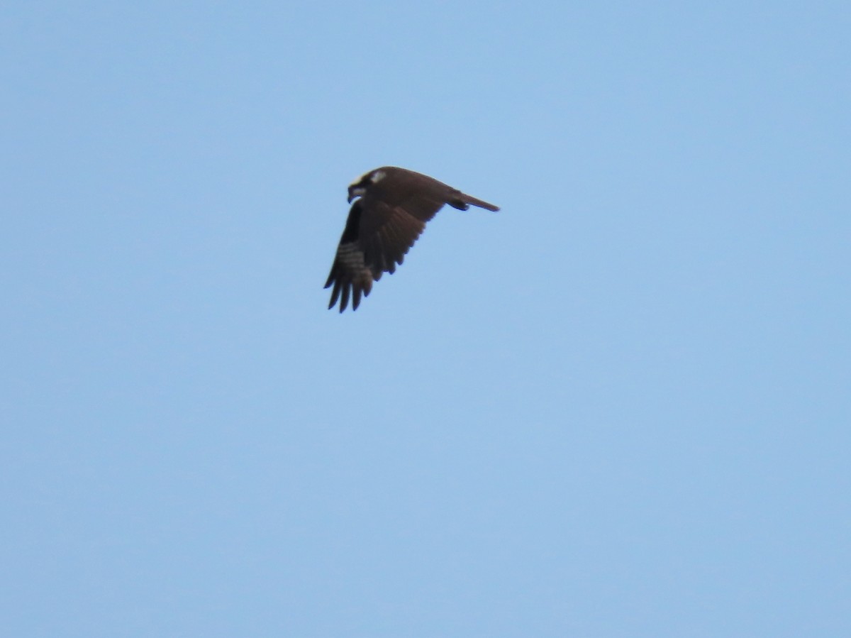 Águila Pescadora - ML633796451