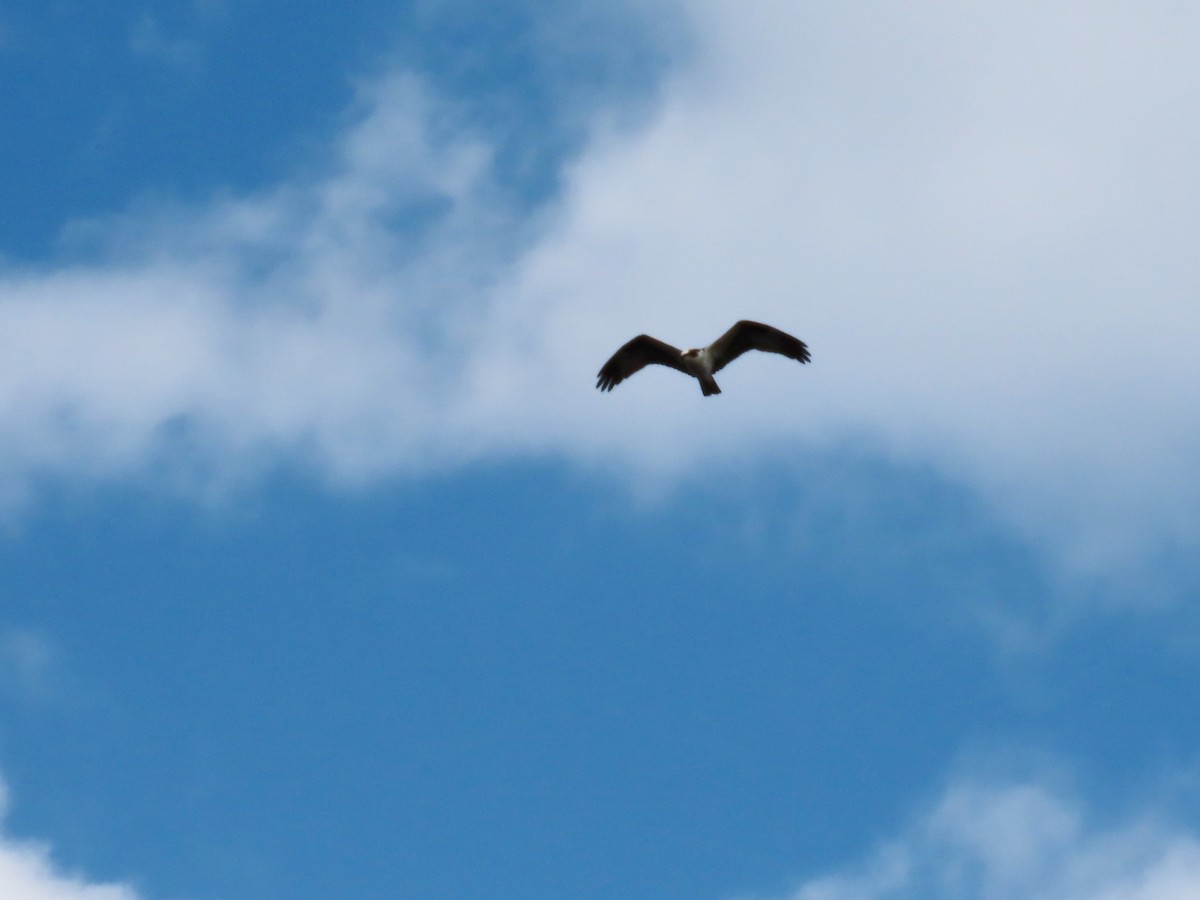 Águila Pescadora - ML633796458