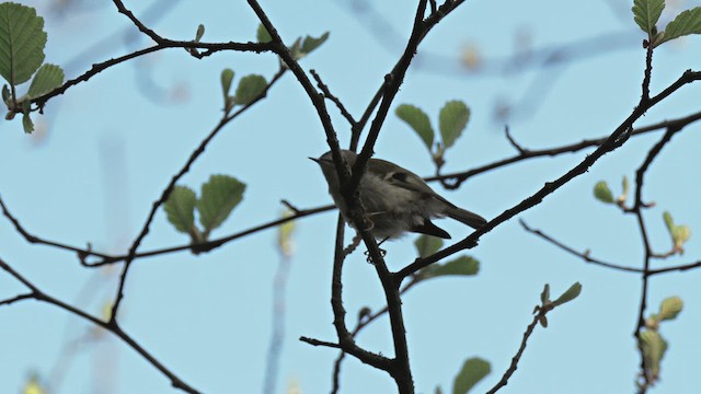 Goldcrest - ML633796460