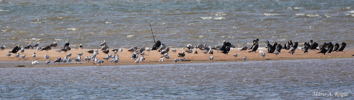 Great Cormorant - ML633796482