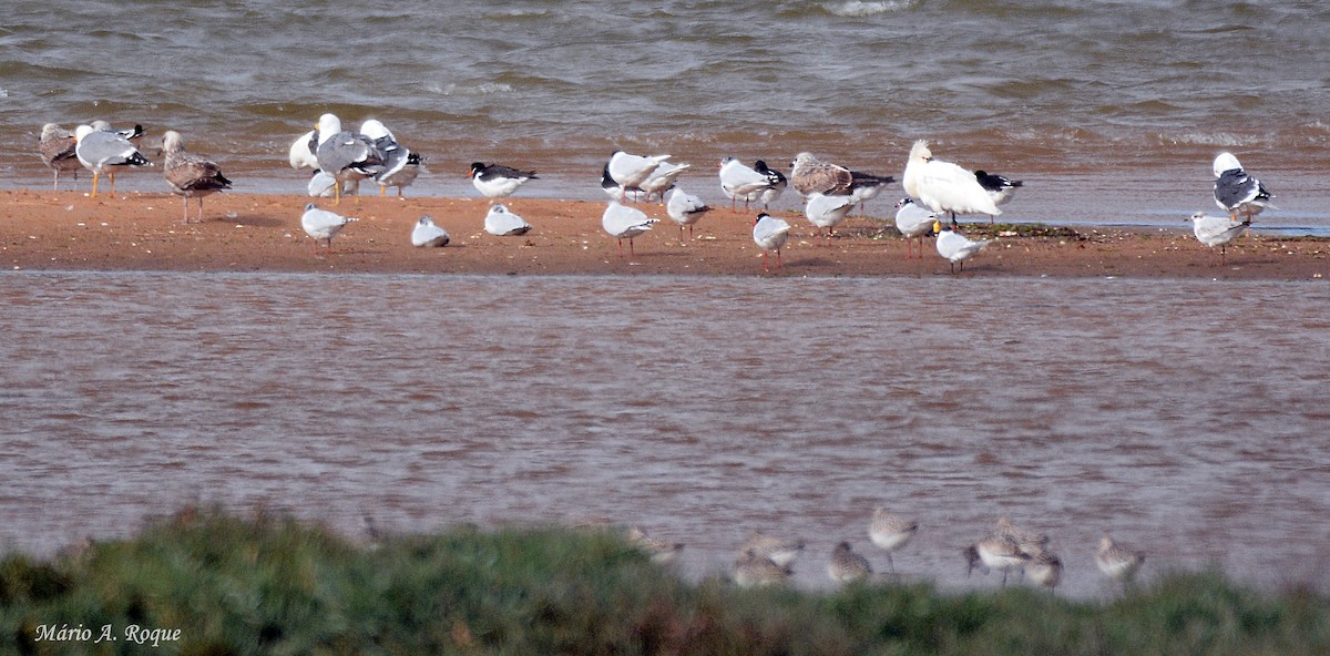 Eurasian Spoonbill - ML633796509
