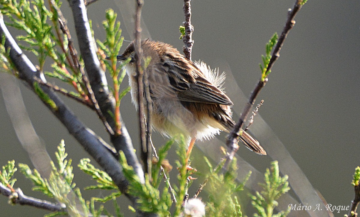 Zitting Cisticola - ML633796544