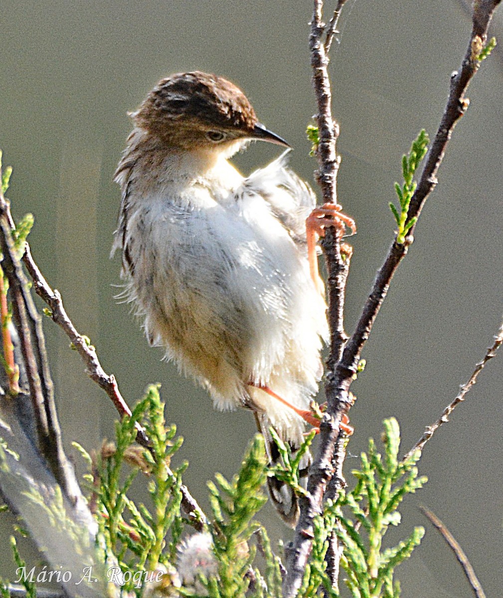 Zitting Cisticola - ML633796545