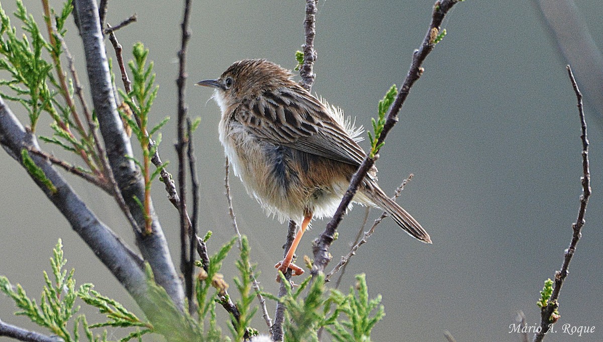 Zitting Cisticola - ML633796546