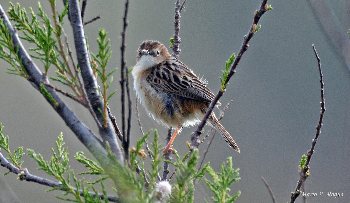 Zitting Cisticola - ML633796547