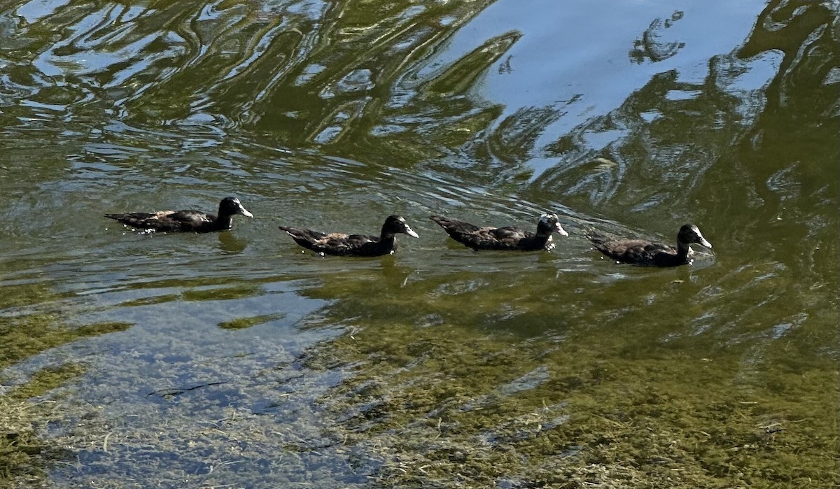 Muscovy Duck (Domestic type) - ML633796702