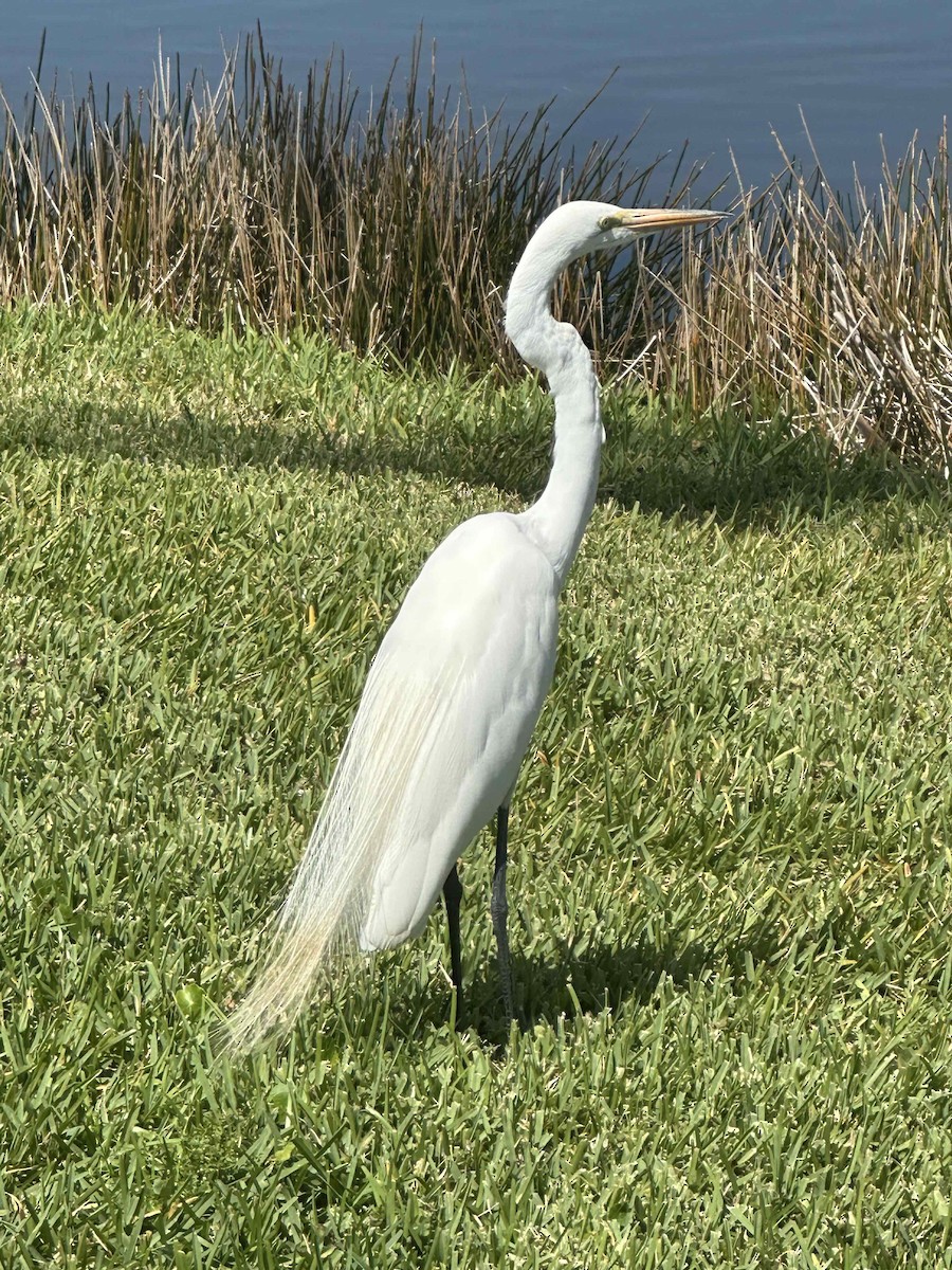 Great Egret - ML633796729
