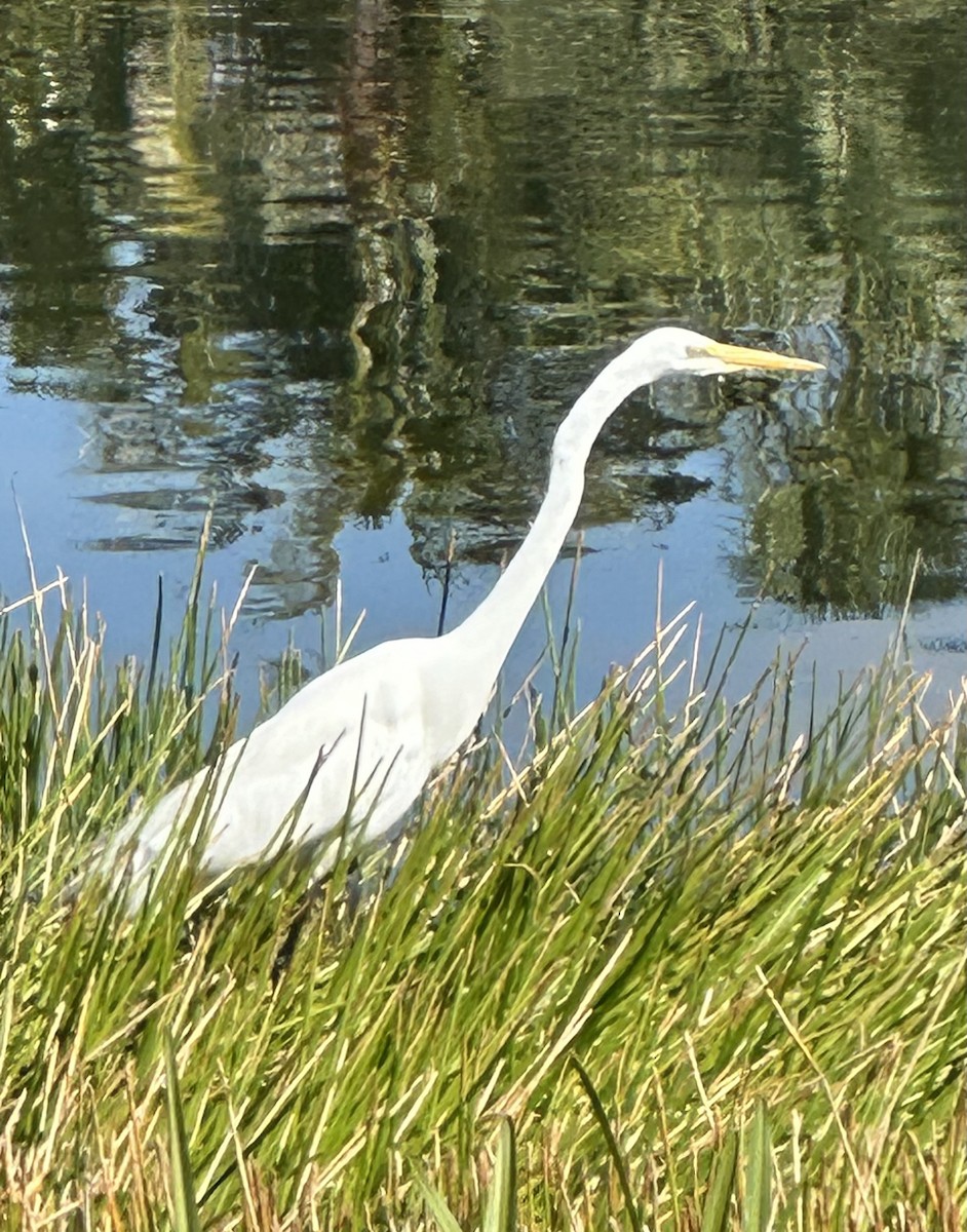 Great Egret - ML633796746