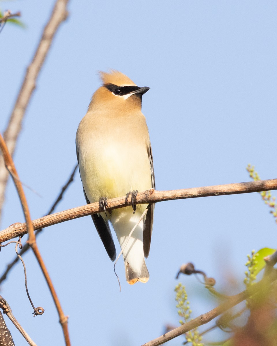 Cedar Waxwing - ML633796773