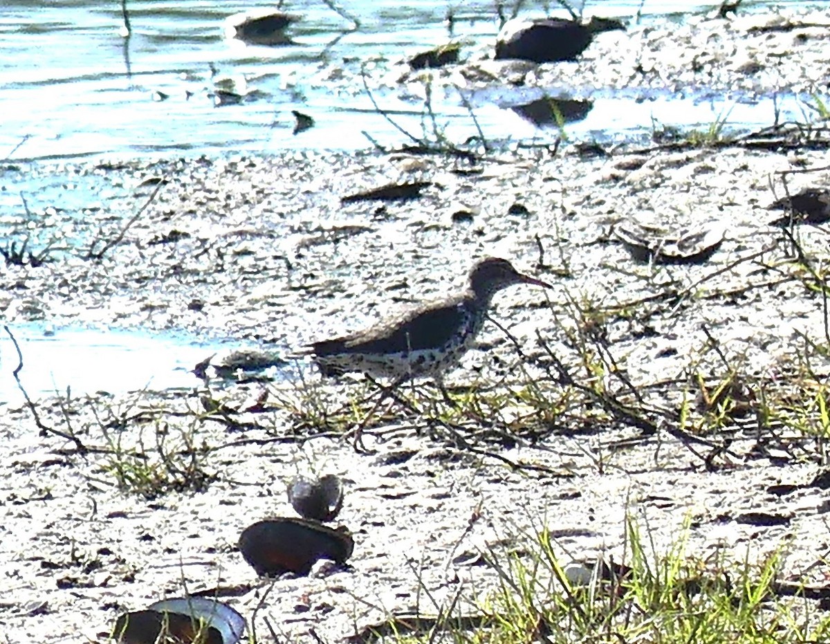 Spotted Sandpiper - ML633796782