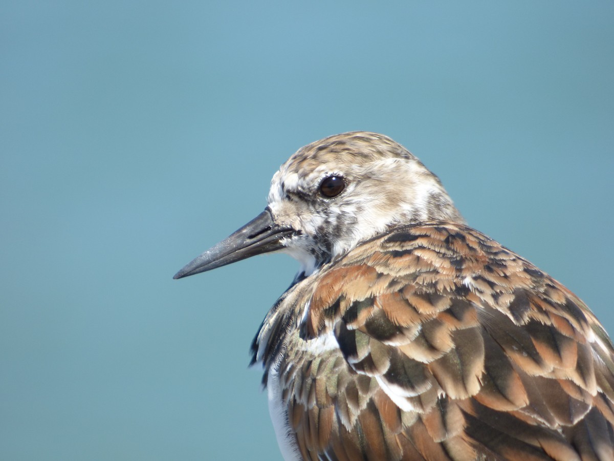 Ruddy Turnstone - ML633796799