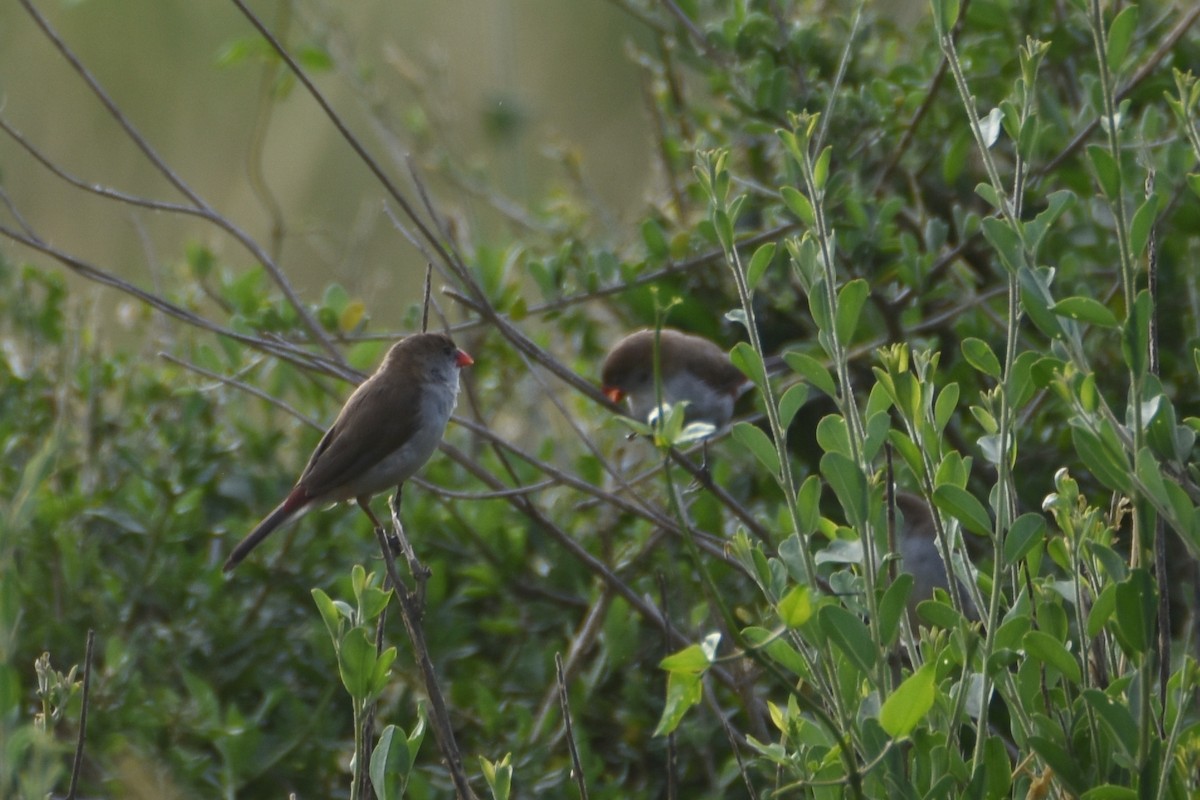 Fawn-breasted Waxbill (Fawn-breasted) - ML633796818