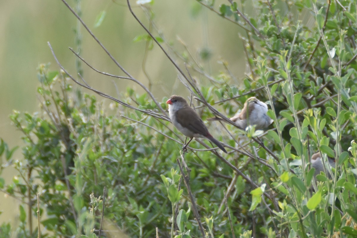 Fawn-breasted Waxbill (Fawn-breasted) - ML633796819