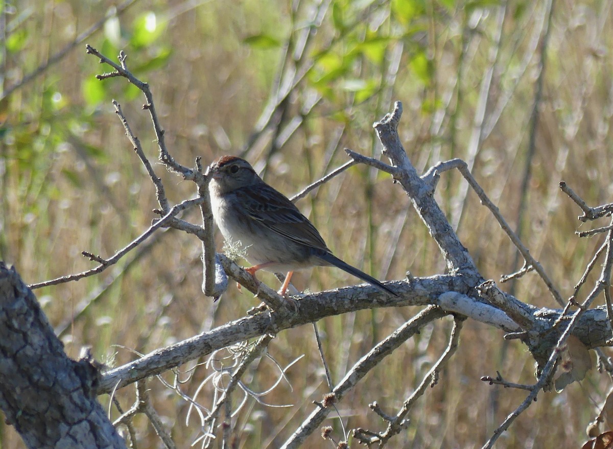 Bachman's Sparrow - ML633796825