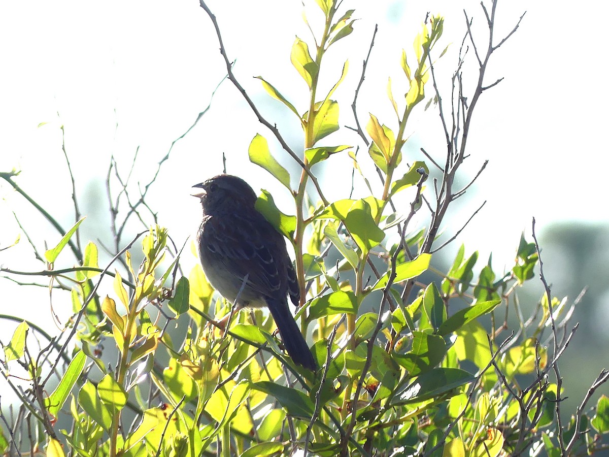 Bachman's Sparrow - ML633796826