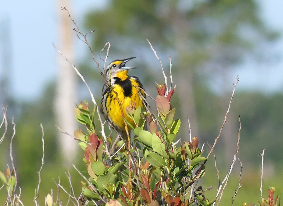 Eastern Meadowlark - ML633796844