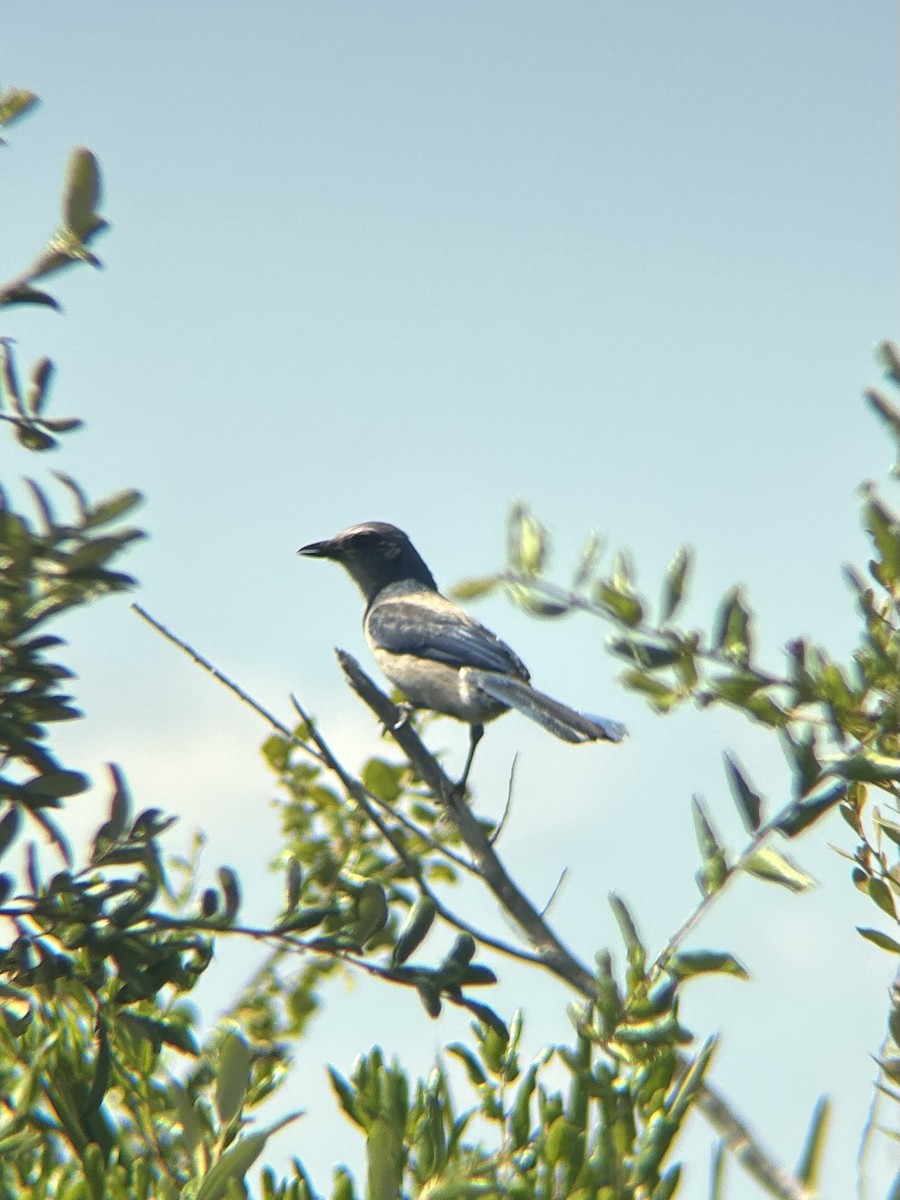 Florida Scrub-Jay - ML633796884