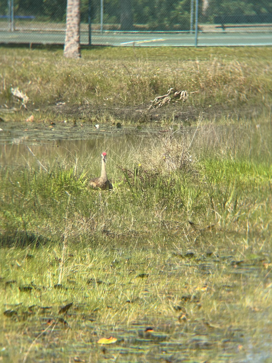Sandhill Crane - ML633796975