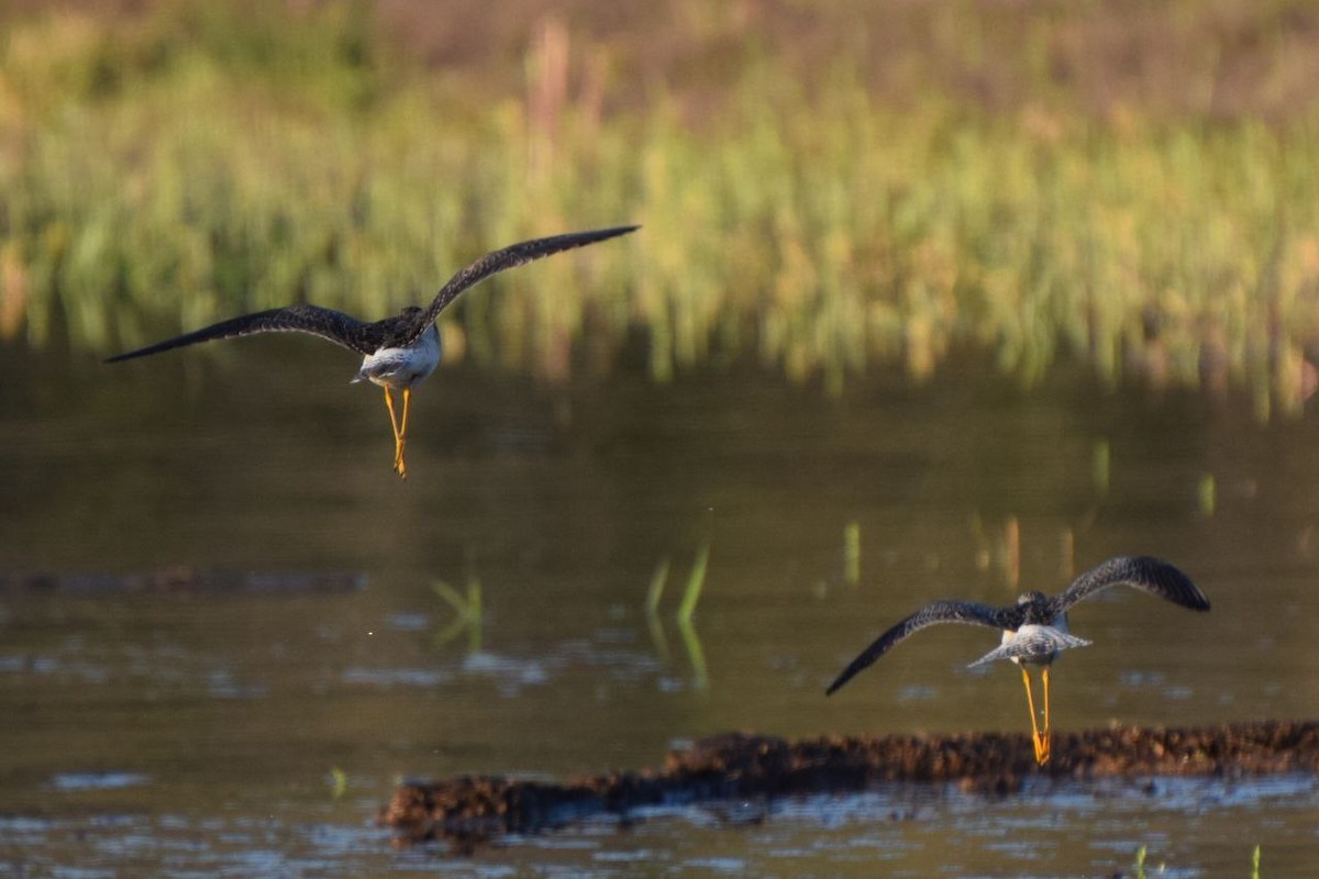 Lesser Yellowlegs - ML633797003