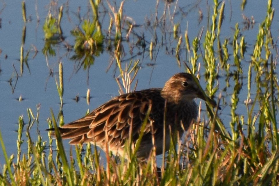 Pectoral Sandpiper - ML633797015
