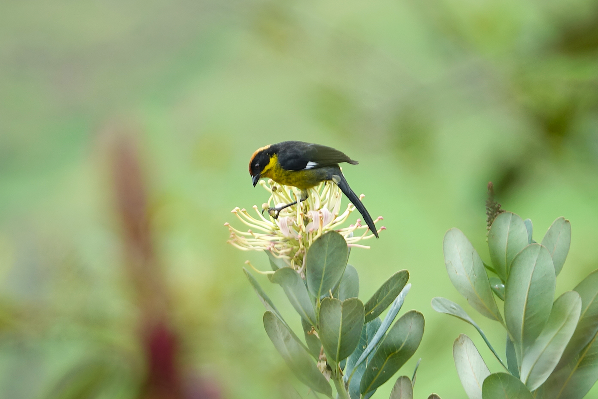 Yellow-breasted Brushfinch - ML633797085