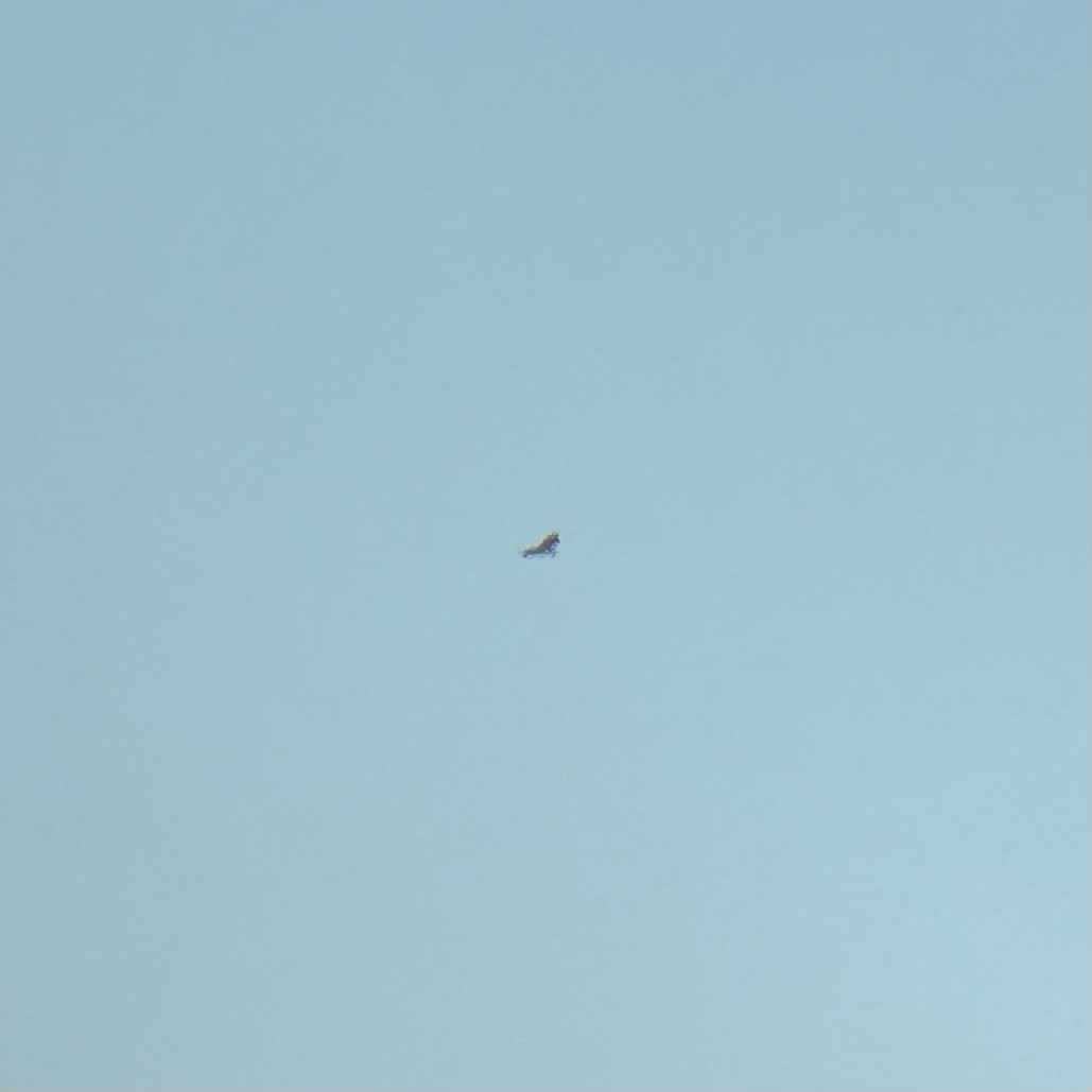 hawk sp. - ML633797114