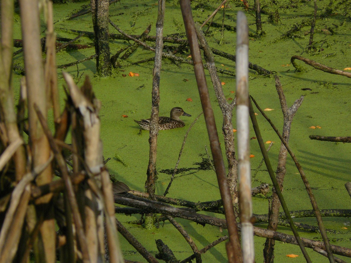 Blue-winged Teal - ML633797259