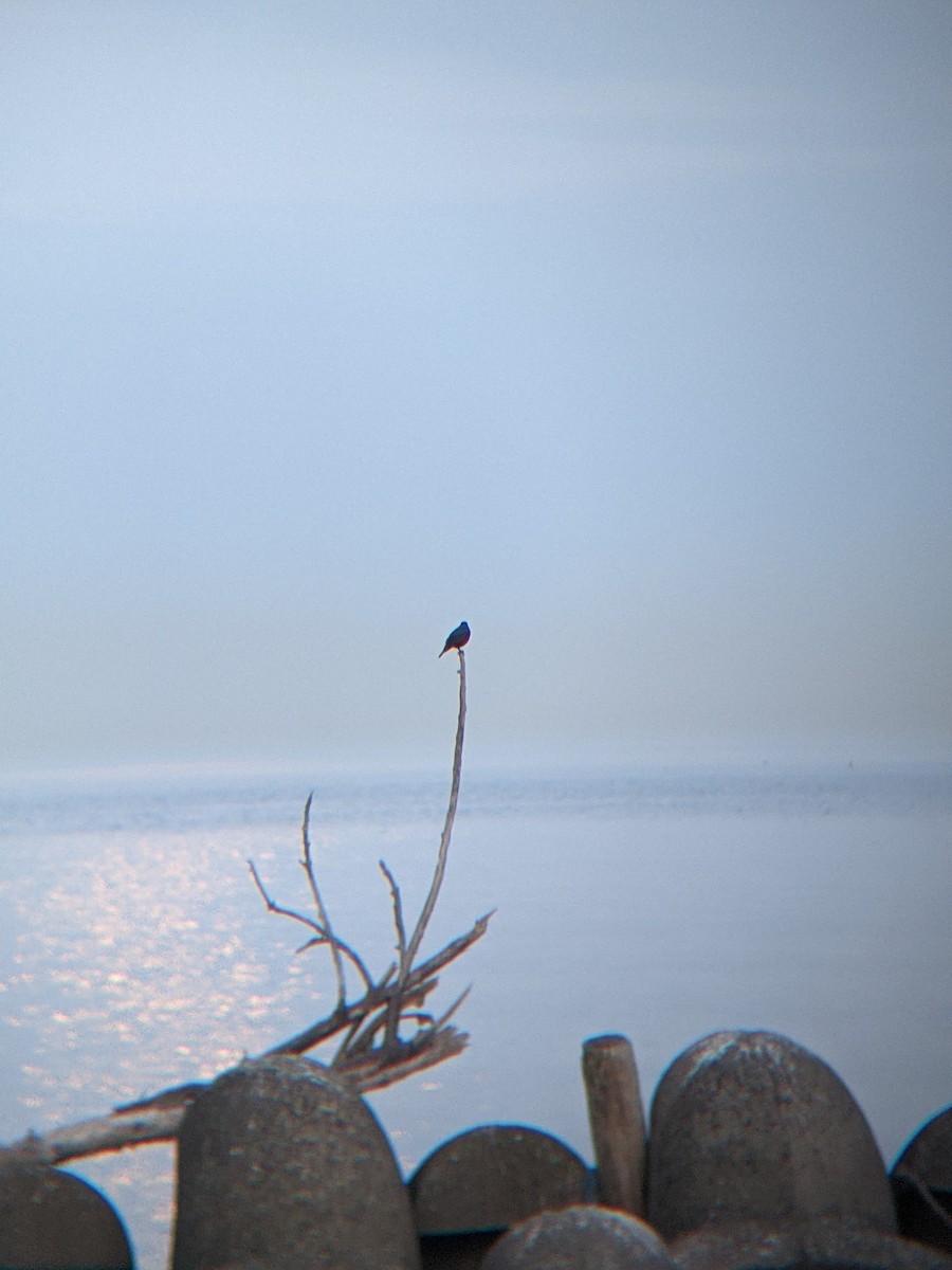 Blue Rock-Thrush - ML633797343