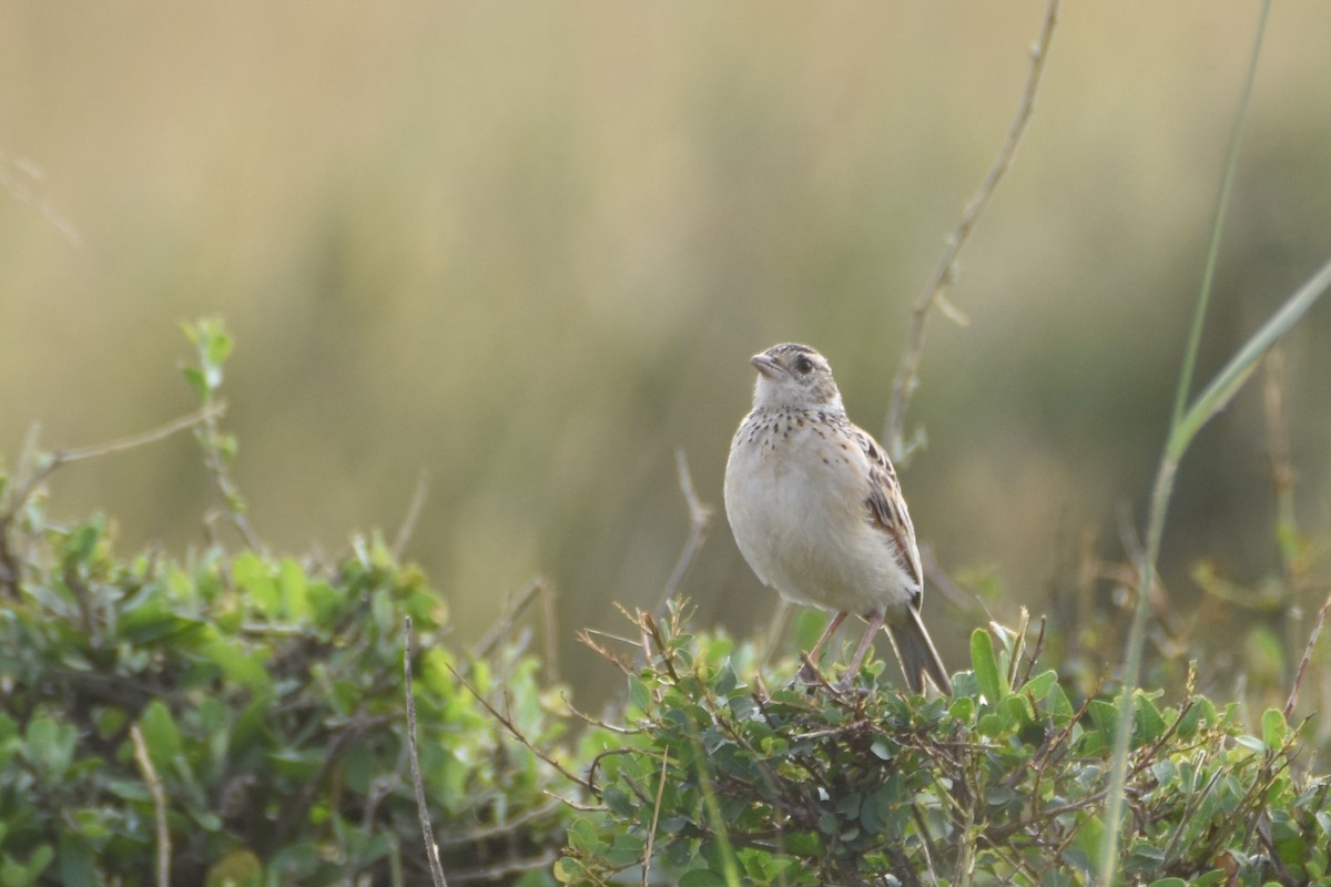 Rufous-naped Lark (Serengeti) - ML633797353