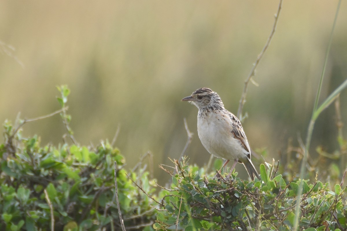 Rufous-naped Lark (Serengeti) - ML633797355