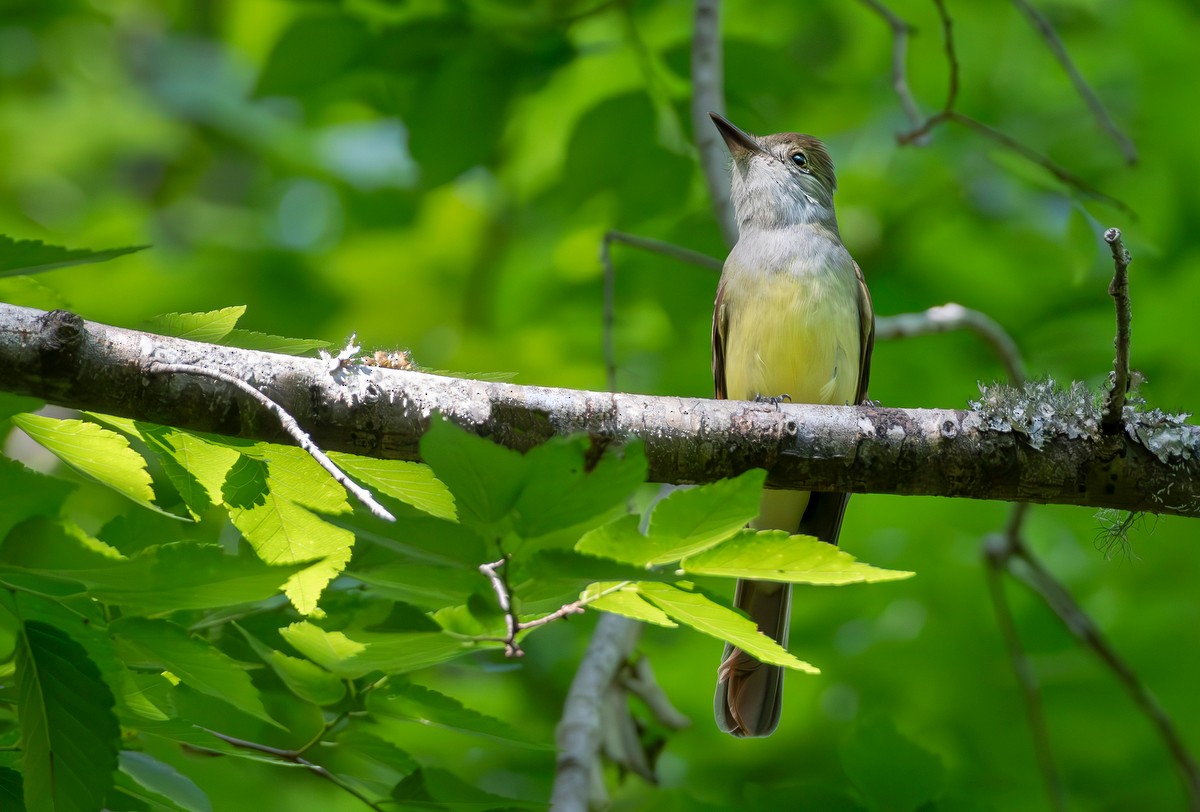 Great Crested Flycatcher - ML633797374