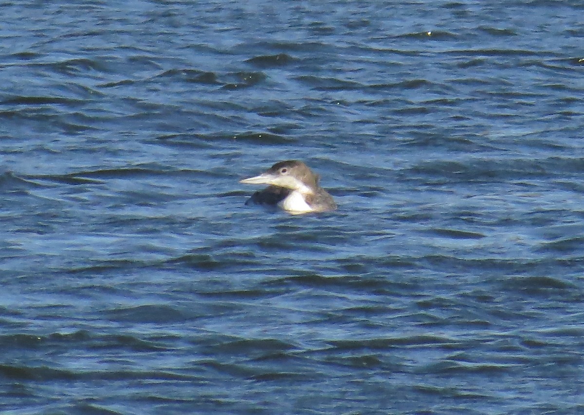 Common Loon - ML633797399
