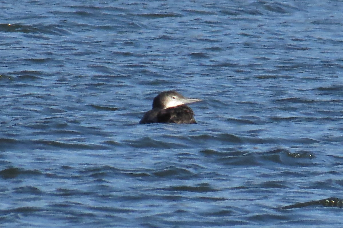 Common Loon - ML633797400