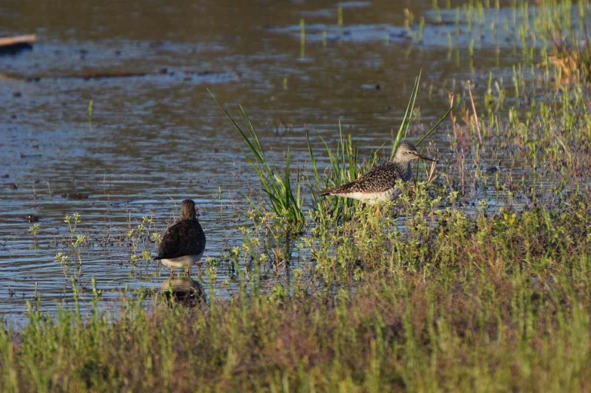 Lesser Yellowlegs - ML633797409