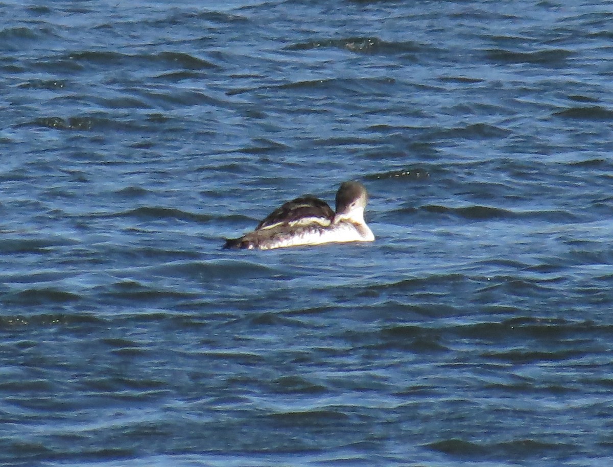 Common Loon - ML633797411